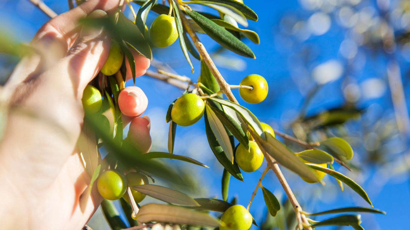 Read more about the article Flora composition in olive crops